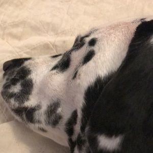 Meet your Posher, Laney